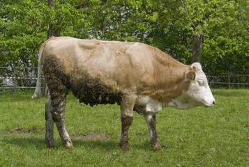Obraz premium brown cow