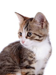 Fototapeta premium Portrait of a small kitten.