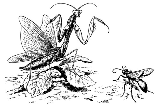Sphex and Mantis