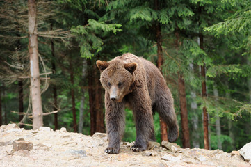 Bear