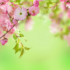 Pink flower of an Oriental cherry in a spring garden