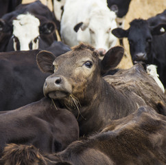 Fototapeta premium curious brown cow looks out from the herd
