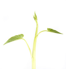 Water spinach isolated on white background