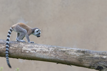 Isolated young puppy lemur © Andrea Izzotti