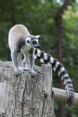 Isolated young puppy lemur © Andrea Izzotti