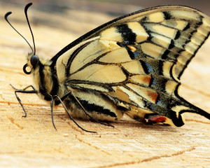 Fototapeta premium motyl
