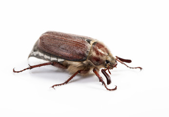 May-bug isolated on white