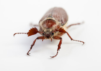 May-bug isolated on white