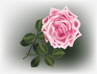 Fototapeta premium pink rose flower on light green background