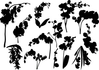 set of orchid branches silhouettes
