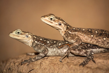 two Iguana