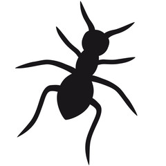 Ant