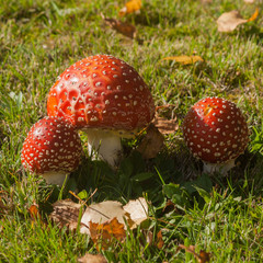 button shaped fly agaric mushrooms