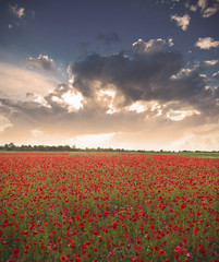 pictoresque landscape of a red poppy field at sunset