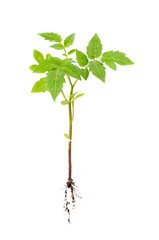 plant of tomato with root isolated on white