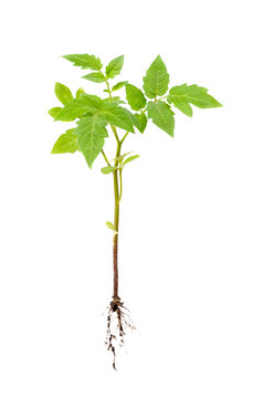 Plant Of Tomato With Root Isolated On White