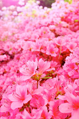  flowers blooming. Beautiful pink blossom