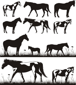 horses - silhouettes