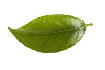 fresh tea leaves isoalted on the white background
