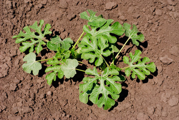 Watermelon sprout  on the vegetable bed