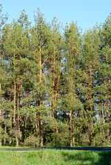 Pinewood and road and blue  sky