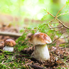 funghi porcini nel bosco