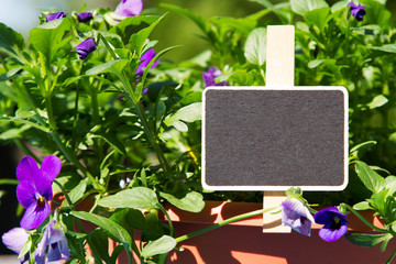 Blank sign in a flower pott