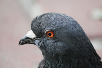 Pigeon (Columba livia)