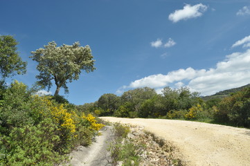 Fototapeta na wymiar Cork oak forests in the mountains of southern Spain.