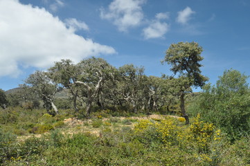 Cork oak forests in the mountains of southern Spain.
