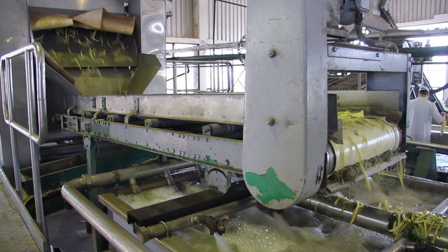 Production of Green Beans in Food Factory