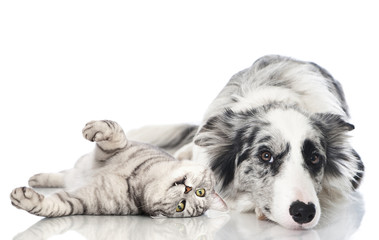 Katze und Hund - Cat and dog