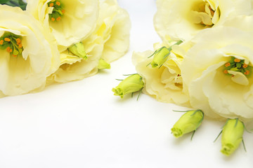 トルコキキョウの花