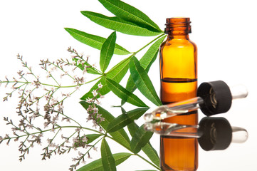 Verbena (vervain) with essential oil bottle - 52755709