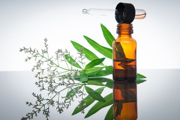 Verbena (vervain) with essential oil bottle - 52755765