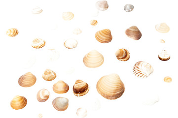 sea shells