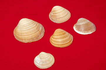 seashells