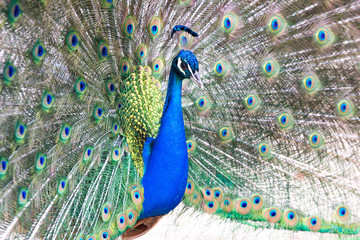 Naklejka premium Peacock with fanned out tail