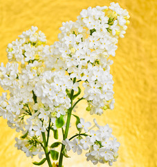 Syringa vulgaris, white Lilac