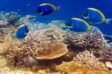  powder blue tang in the coral reef