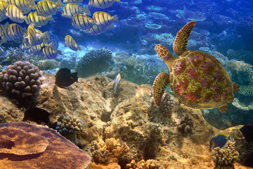 Naklejka na ściany i meble Ocean Indyjski. Podwodny świat-Turtle i ryby