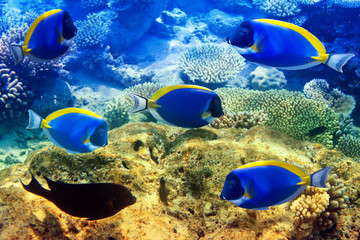 Fototapeta na wymiar Powder blue tang w korale. Malediwy. Ocean Indyjski