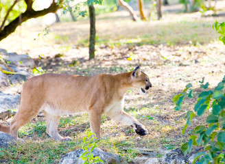 puma on the forest road