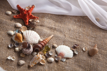 Background with shells and starfish and with blank space for you