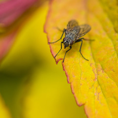 Small Fly