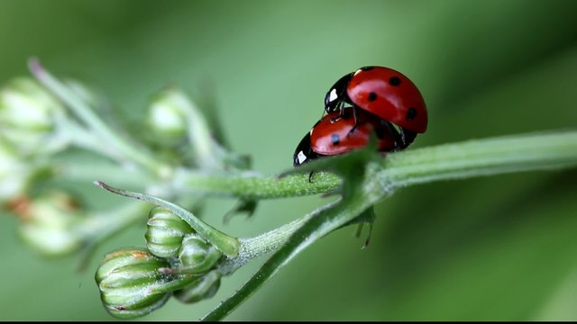 coccinelle procr&eacute;ation