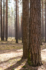 Fototapeta premium Two trunks of trees lit by the sun in the pine forest