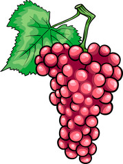 red grapes fruit cartoon illustration