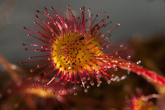 Round Leaved Sun Dew