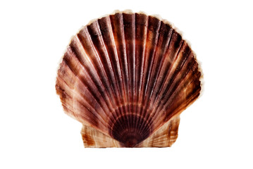 Scallop.